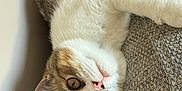 Barnaby is registered to the contest to win money with this photo: cat, animal, pet, feline, upside_down, couch, indoor, relaxing, fur, whiskers, ears, pink_nose, brown_eyes, close_up, cozy, texture, resting, cute, domestic_animal, curious