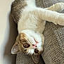 cat, animal, pet, feline, upside_down, couch, indoor, relaxing, fur, whiskers, ears, pink_nose, brown_eyes, close_up, cozy, texture, resting, cute, domestic_animal, curious