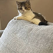 Barnaby is registered to the contest to win money with this photo: cat, kitten, couch, gray, indoor, window, vertical_blinds, furniture, pet, animal, relaxed, looking, fur, whiskers, ears, tail, home, living_room, curious, seated