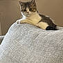 cat, kitten, couch, gray, indoor, window, vertical_blinds, furniture, pet, animal, relaxed, looking, fur, whiskers, ears, tail, home, living_room, curious, seated