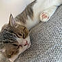 Barnaby is registered to the contest to win money with this photo: cat, kitten, sleeping, paw, pink_paw_pads, fur, tabby, white_fur, cushion, gray_cushion, texture, indoor, closeup, pet, resting, cute, animal, cozy, relaxing, soft