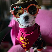 Fiona is registered to the contest to win money with this photo: animal, bandana, black_fur, close_up, costume, cute, dog, fashion, funny, halloween, hat, holiday, indoor, orange_accessory, pet, pink_chair, portrait, seated, sunglasses, white_fur