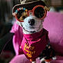 animal, bandana, black_fur, close_up, costume, cute, dog, fashion, funny, halloween, hat, holiday, indoor, orange_accessory, pet, pink_chair, portrait, seated, sunglasses, white_fur