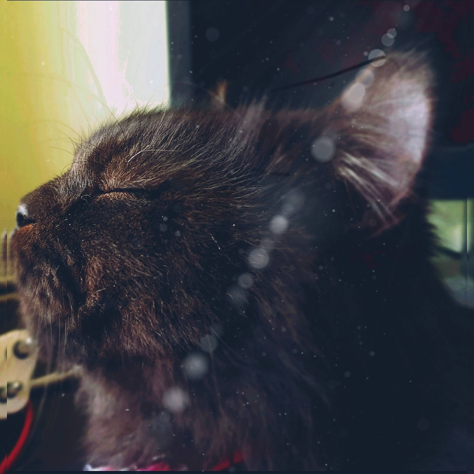 Pepper is registered to the contest to win money with this photo: canidae, carnivore, cat, claw, dog_breed, domestic_short_haired_cat, felidae, fur, liver, paw, rodent, small_to_medium_sized_cats, snout, tail, terrestrial_animal, whiskers, window