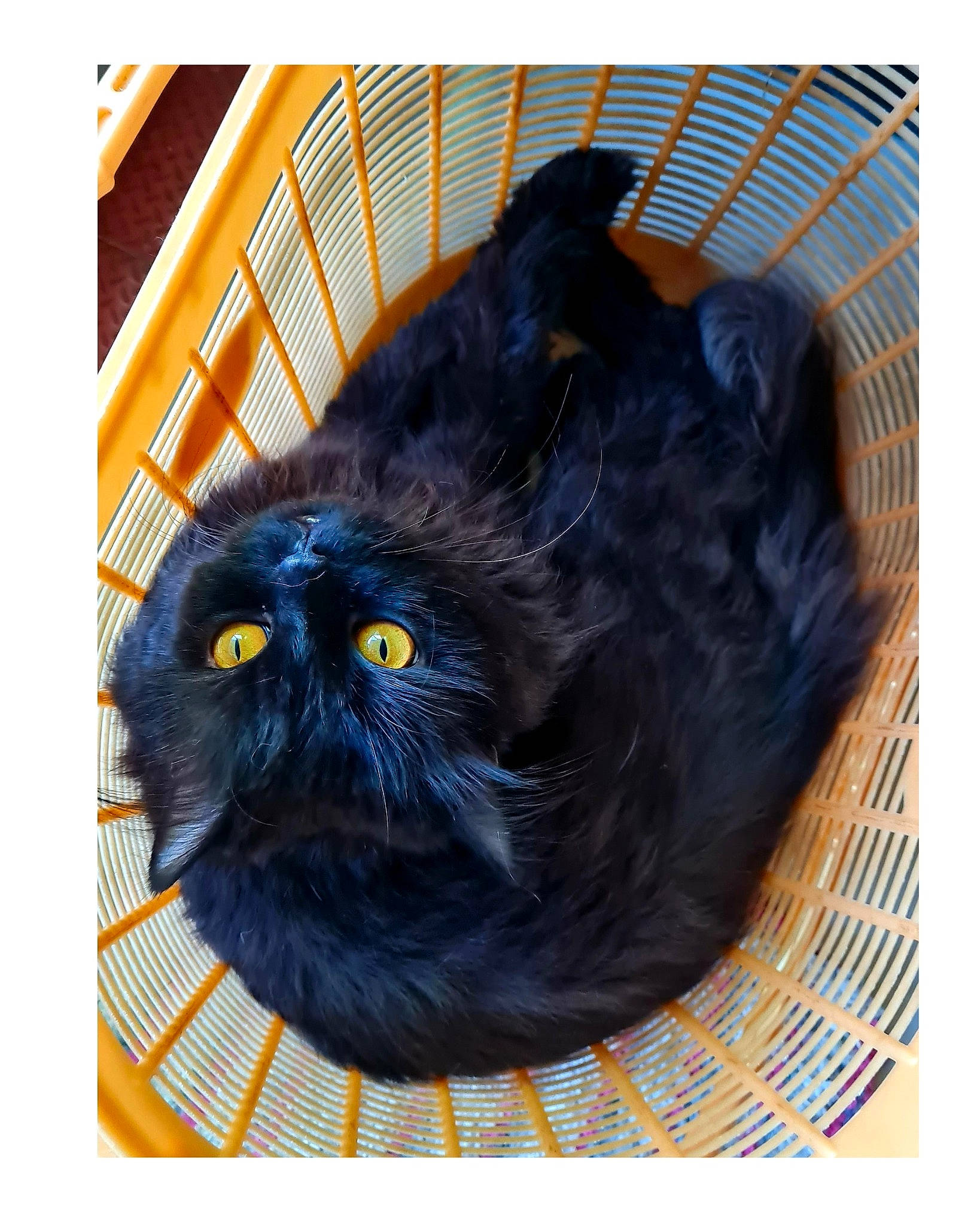 Pepper joined the competition — help win amazing prizes! art, black_cat, bombay, carnivore, cat, domestic_short_haired_cat, electric_blue, felidae, fur, pattern, pumpkin, rectangle, small_to_medium_sized_cats, snout, tail, terrestrial_animal, whiskers