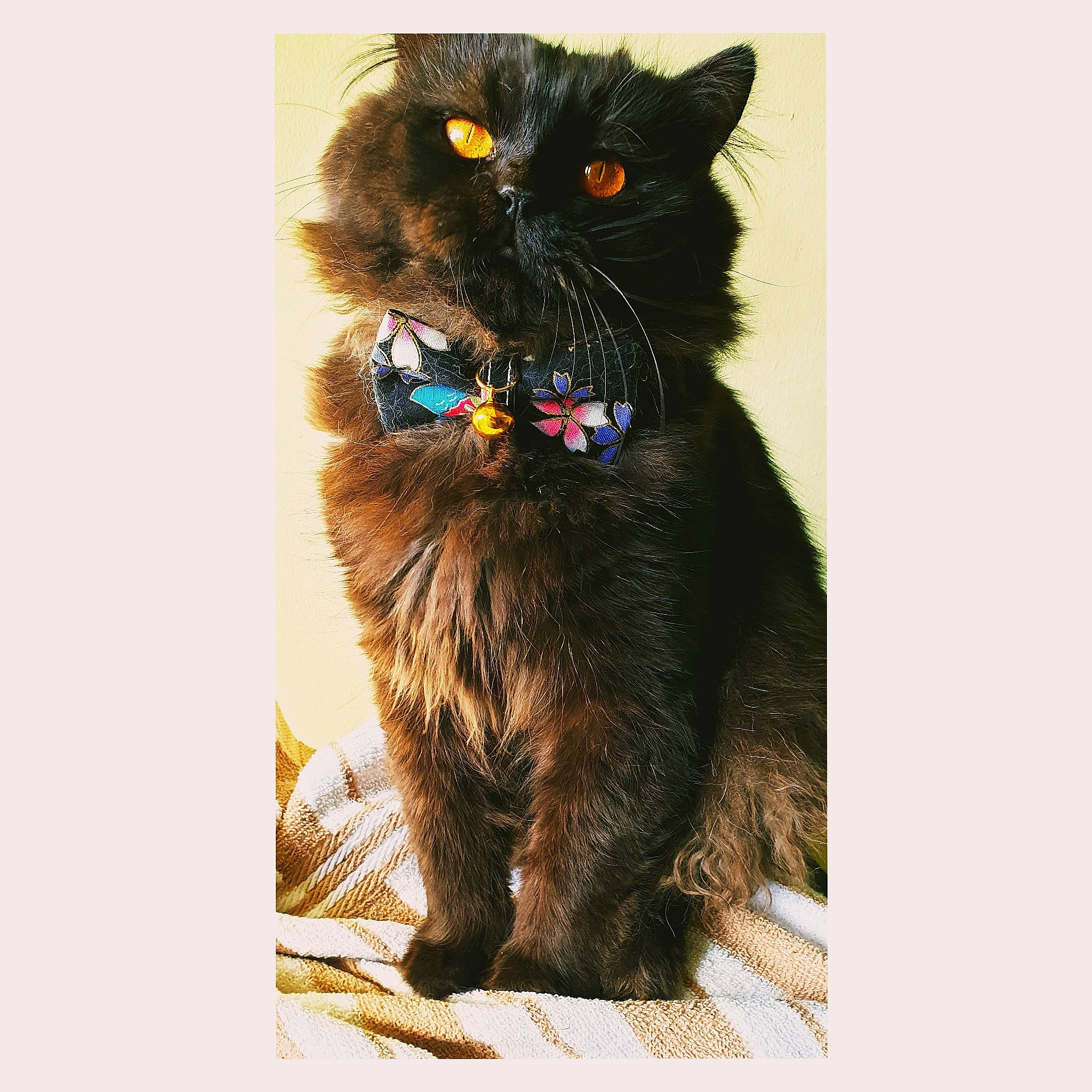 Pepper is registered to the contest to win money with this photo: art, carnivore, cat, domestic_short_haired_cat, electric_blue, event, fashion_accessory, felidae, font, fur, magenta, painting, paper_product, photo_caption, rectangle, small_to_medium_sized_cats, snout, tail, terrestrial_animal, whiskers