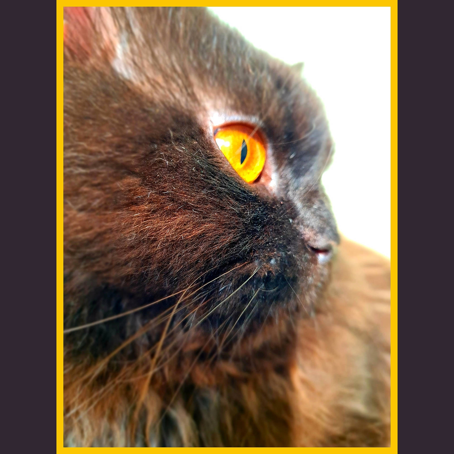 Pepper is registered to the contest to win money with this photo: black_cat, brown, carnivore, cat, domestic_short_haired_cat, felidae, fur, iris, liver, macro_photography, photo_caption, rectangle, small_to_medium_sized_cats, snout, terrestrial_animal, whiskers, wildlife, yellow