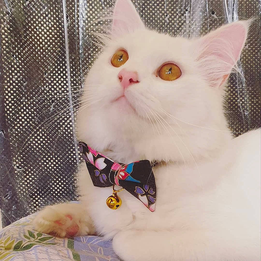 Smokey joined the competition — help win amazing prizes! carnivore, cat, claw, collar, comfort, domestic_short_haired_cat, eye, fawn, felidae, foot, fur, linens, mesh, nail, pattern, paw, pet_supply, small_to_medium_sized_cats, tail, whiskers