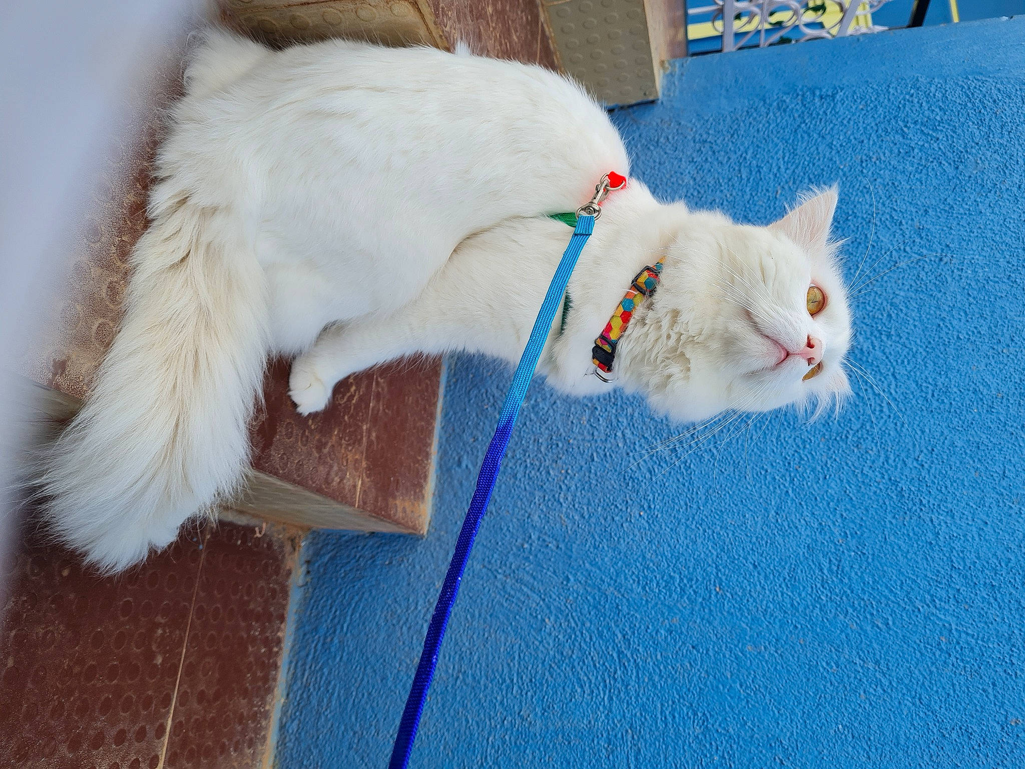 Smokey joined the competition — help win amazing prizes! carnivore, cat, collar, domestic_short_haired_cat, electric_blue, fawn, felidae, flooring, fur, mammal, paw, small_to_medium_sized_cats, snout, tail, textile, vertebrate, whiskers, winter, wood