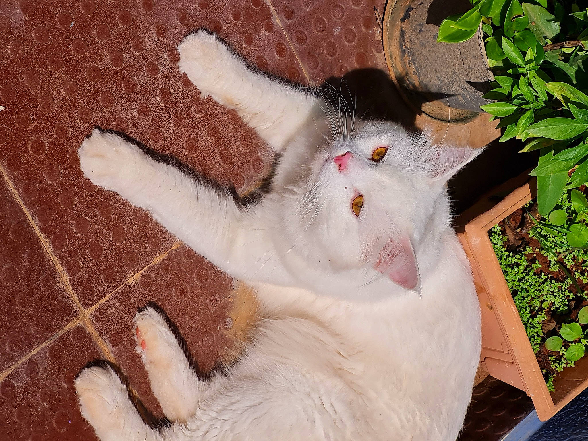 Smokey joined the competition — help win amazing prizes! carnivore, cat, chair, claw, domestic_short_haired_cat, eye, felidae, flooring, fur, gesture, grass, paw, plant, small_to_medium_sized_cats, snout, tail, whiskers