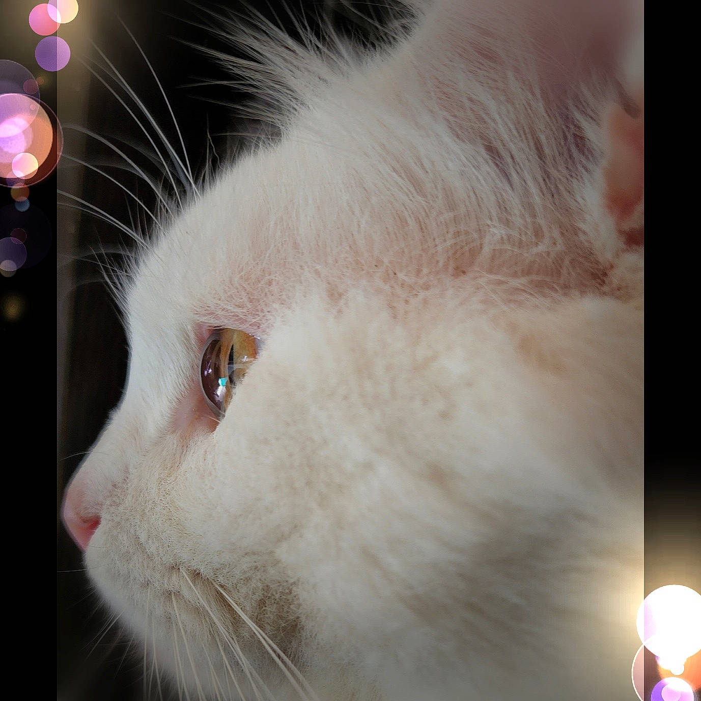 Smokey is registered to the contest to win money with this photo: carnivore, cat, domestic_short_haired_cat, fawn, felidae, fur, paw, photo_caption, rectangle, small_to_medium_sized_cats, snout, tail, whiskers, window