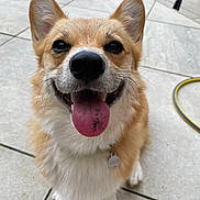 Whinnie joined the competition — help win amazing prizes! dog, corgi, pet, animal, tongue_out, smiling, happy, outdoor, tile_floor, close_up, fur, ears, nose, paw, collar, tag, greenery, hose, cute, companion