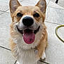 dog, corgi, pet, animal, tongue_out, smiling, happy, outdoor, tile_floor, close_up, fur, ears, nose, paw, collar, tag, greenery, hose, cute, companion