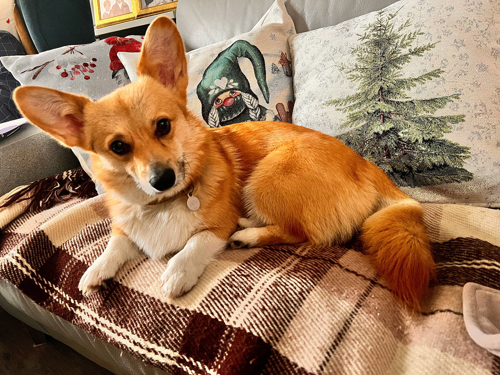 Whinnie is registered to the contest to win money with this photo: brown_and_white_fur, canine, companion, corgi, cozy, cushions, cute, dog, domestic_animal, furniture, gnome_pillow, holiday_decor, indoors, living_room, looking_at_camera, pet, pine_tree_pillow, plaid_blanket, relaxed, sofa