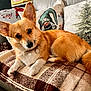 Whinnie joined the competition — help win amazing prizes! dog, corgi, pet, animal, indoor, couch, blanket, plaid, pillow, holiday, christmas, gnome, tree, fur, ears, cute, relaxed, home, cozy, decor
