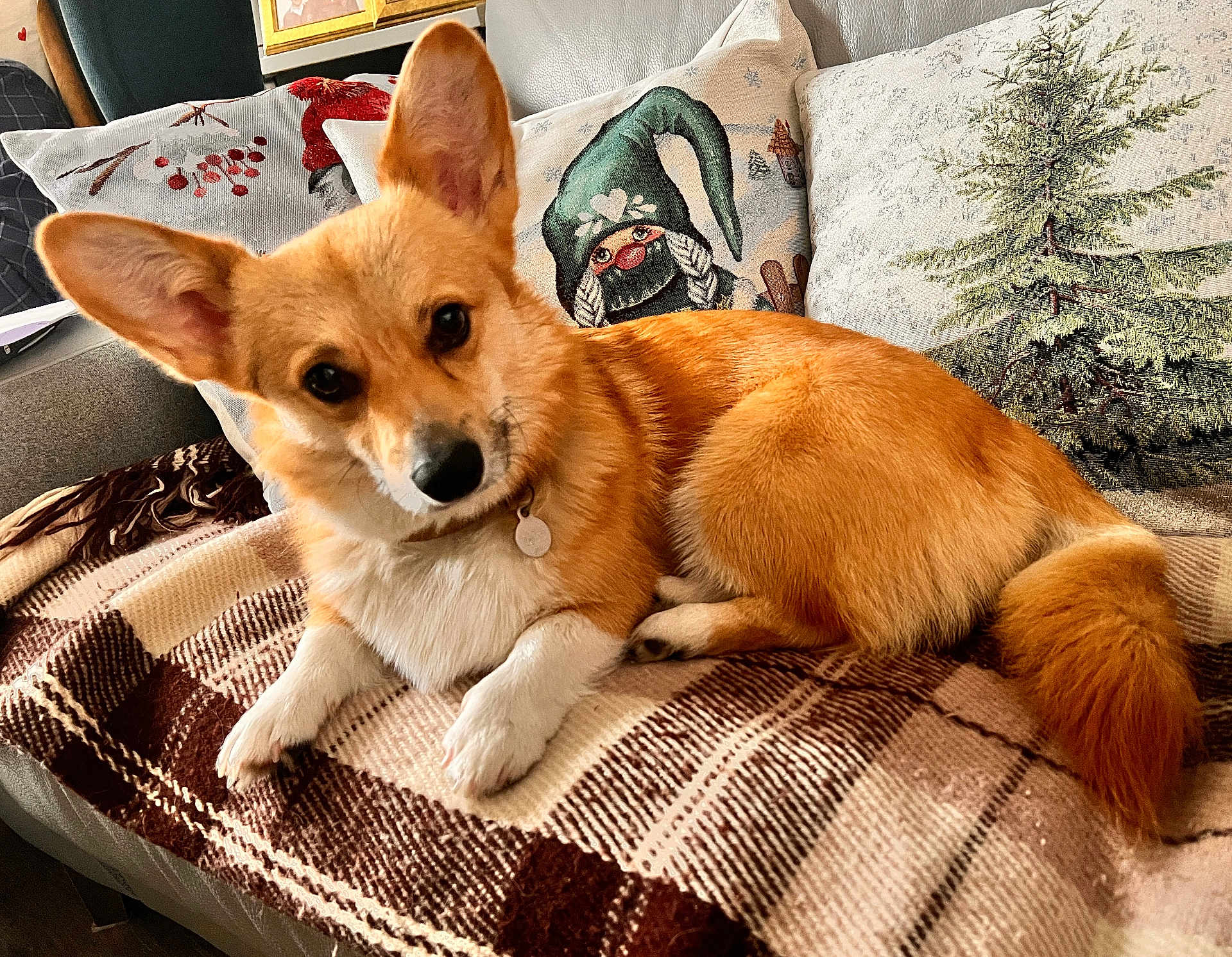 Whinnie joined the competition — help win amazing prizes! dog, corgi, pet, animal, indoor, couch, blanket, plaid, pillow, holiday, christmas, gnome, tree, fur, ears, cute, relaxed, home, cozy, decor