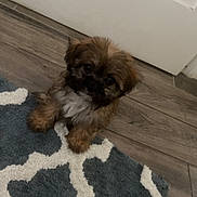 Ruby is registered to the contest to win money with this photo: puppy, dog, brown, white, fur, pet, indoor, floor, rug, patterned_rug, wood_floor, door, curious, small_dog, cute, animal, companion, sitting, looking_up, adorable