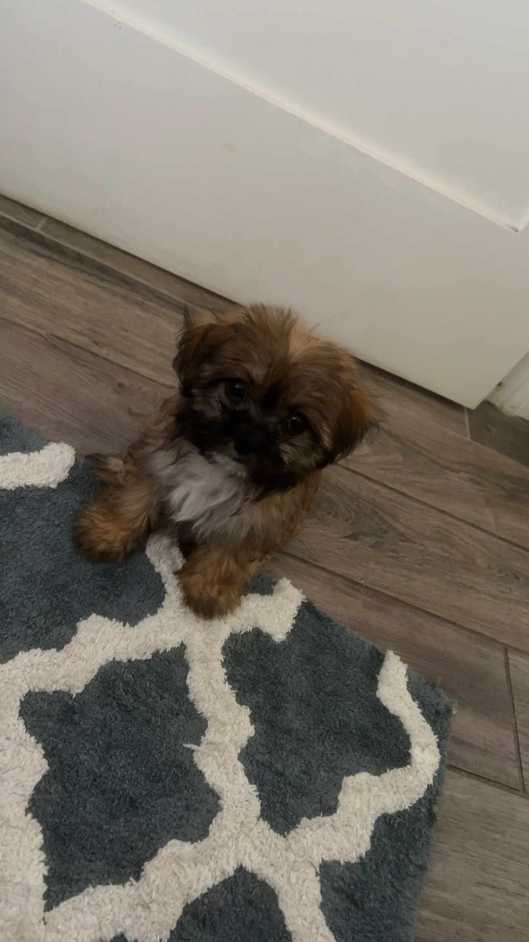 Ruby is registered to the contest to win money with this photo: puppy, dog, brown, white, fur, pet, indoor, floor, rug, patterned_rug, wood_floor, door, curious, small_dog, cute, animal, companion, sitting, looking_up, adorable