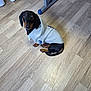Andy a rejoint le concours — aidez-le/la à gagner de superbes lots ! animal, black_dog, canine, casual, clothing, companion, curled_up, cute, dachshund, dog, domestic_animal, floor, hoodie, indoor, looking_up, pet, sitting, small_dog, tan_markings, wooden_floor