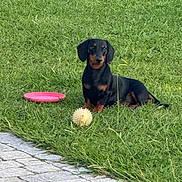 Andy a rejoint le concours — aidez-le/la à gagner de superbes lots ! animal, ball, calm, cute, dachshund, daylight, dog, frisbee, grass, greenery, leisure, looking, nature, outdoor, pavement, pet, play, sitting, small_dog, toy