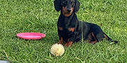 Andy a rejoint le concours — aidez-le/la à gagner de superbes lots ! animal, ball, calm, cute, dachshund, daylight, dog, frisbee, grass, greenery, leisure, looking, nature, outdoor, pavement, pet, play, sitting, small_dog, toy