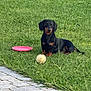 animal, ball, calm, cute, dachshund, daylight, dog, frisbee, grass, greenery, leisure, looking, nature, outdoor, pavement, pet, play, sitting, small_dog, toy