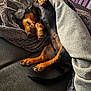 Andy a rejoint le concours — aidez-le/la à gagner de superbes lots ! black, blanket, brown, comfort, couch, cozy, dachshund, dog, fur, home, indoor, nap, paws, pet, relaxation, resting, sleeping, snuggled, soft, tail