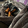 blanket, brown_and_black, close_up, cozy, curled_up, cute, dog, fur, fur_detail, indoors, nap, pet, puppy, relaxing, resting, sleeping, snuggled, soft_texture, warm_lighting, wrapped