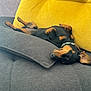 Andy participe au concours pour gagner de l'argent avec cette photo : black_dog, collar, comfort, couch, dog, ears, fur, gray_couch, home, indoors, nose, paw, pet, pillow, relaxed, resting, sleeping, small_dog, tan_markings, yellow_couch