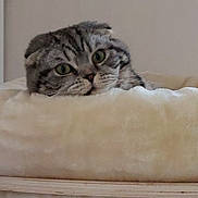 Ravel a rejoint le concours — aidez-le/la à gagner de superbes lots ! abyssinian, angora, animal, bed, blanket, canine, cat, couch, cushion, dog, egyptiancat, furniture, homedecor, kitten, manx, person, pet, siamese, sleeping