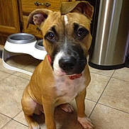 Moxy is registered to the contest to win money with this photo: puppy, dog, brown, white, tile_floor, kitchen, dog_bowl, stainless_steel, trash_can, pet, animal, indoor, curious, ears, collar, sitting, face, young, domestic, companion