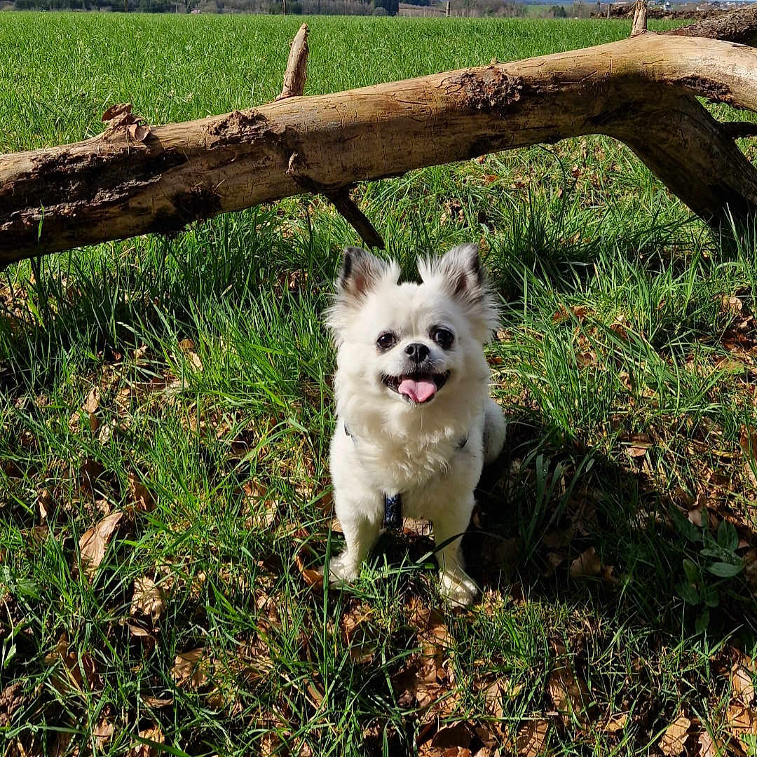 Inzo a rejoint le concours — aidez-le/la à gagner de superbes lots ! animal, canine, cute, daylight, dog, field, fur, grass, greenery, happy, leaf_litter, nature, outdoor, park, pet, small_dog, smiling, sunlight, tongue_out, tree_branch