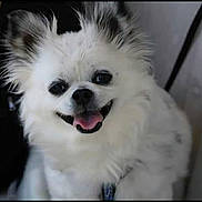 Inzo participe au concours pour gagner de l'argent avec cette photo : dog, white_dog, fluffy, smiling, tongue_out, pet, cute, happy, animal, closeup, fur, indoor, domestic_animal, companion, friendly, canine, portrait, face, adorable, mammal