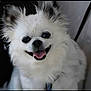 dog, white_dog, fluffy, smiling, tongue_out, pet, cute, happy, animal, closeup, fur, indoor, domestic_animal, companion, friendly, canine, portrait, face, adorable, mammal