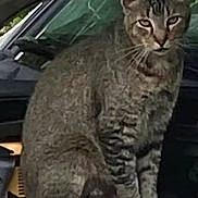 Turbo is registered to the contest to win money with this photo: cat, tabby, animal, pet, car, vehicle, interior, sitting, feline, whiskers, ears, fur, eyes, window, dashboard, seat, closeup, indoor, domestic, mammal