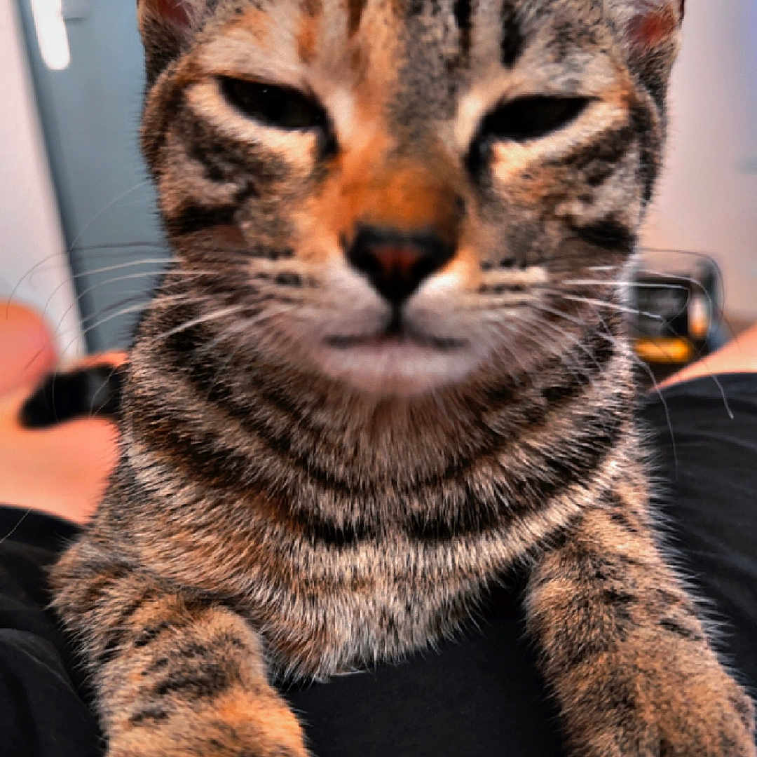 Venus a rejoint le concours — aidez-le/la à gagner de superbes lots ! abyssinian, animal, cat, couch, egyptiancat, electronics, furniture, hardware, hardwood, kitten, manx, pet, wood