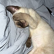 Milo is registered to the contest to win money with this photo: cat, kitten, sleeping_cat, paw_covering_face, blanket, bedding, bed, fur, siamese_cat, paws, whiskers, nose, cozy, nap, pet, indoor, cute, closeup, portrait, fabric