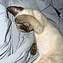 cat, kitten, sleeping_cat, paw_covering_face, blanket, bedding, bed, fur, siamese_cat, paws, whiskers, nose, cozy, nap, pet, indoor, cute, closeup, portrait, fabric