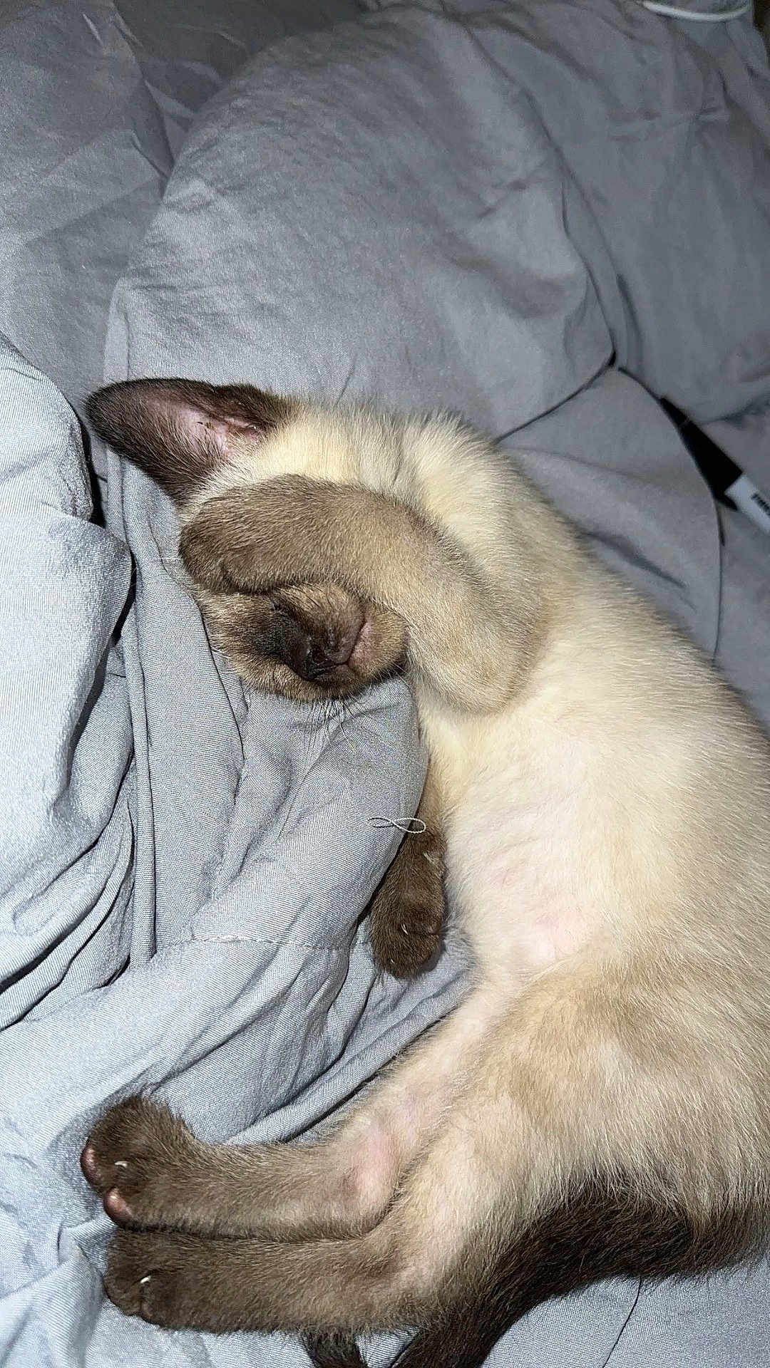 Milo is registered to the contest to win money with this photo: cat, kitten, sleeping_cat, paw_covering_face, blanket, bedding, bed, fur, siamese_cat, paws, whiskers, nose, cozy, nap, pet, indoor, cute, closeup, portrait, fabric