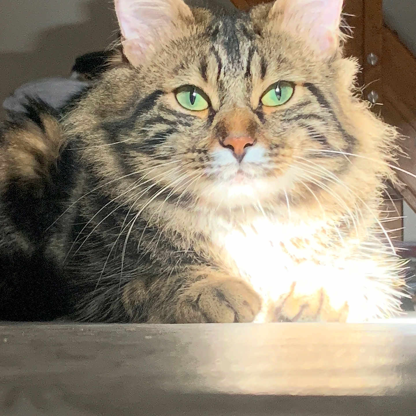 Meskine participe au concours pour gagner de l'argent avec cette photo : animal, calm, cat, close_up, cozy, cute, domestic_cat, feline, fluffy_fur, green_eyes, indoor, mammal, pet, portrait, relaxed, resting, sunlight, tabby, whiskers, wooden_beams