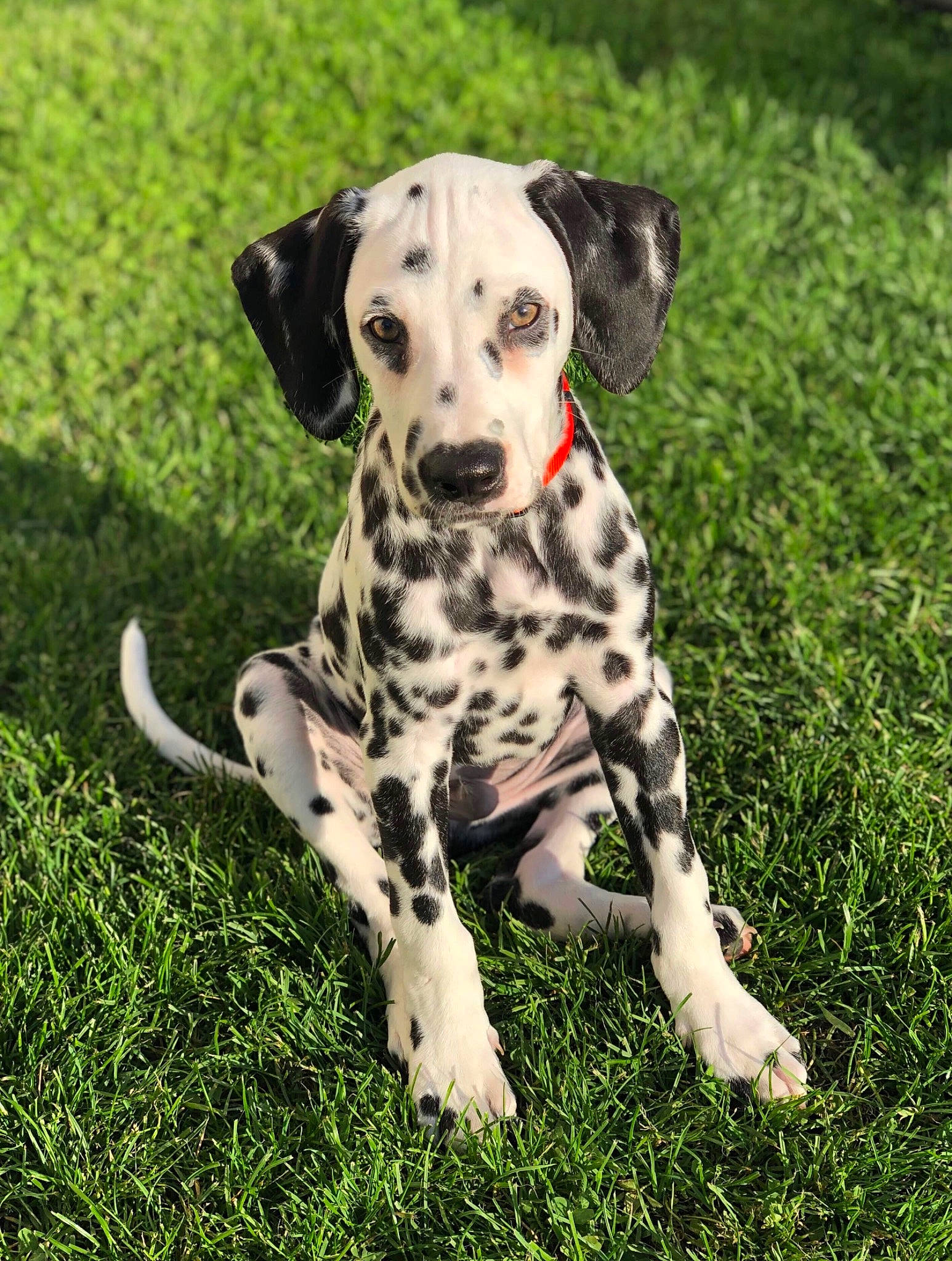 Shiloh joined the competition — help win amazing prizes! canidae, carnivore, companion_dog, dalmatian, dog, dog_breed, dog_supply, grass_family, green, mammal, pointing_breed, snout, sporting_group, working_animal, working_dog