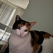 Figit joined the competition — help win amazing prizes! cat, calico, indoor, pet, animal, curious, fur, whiskers, ears, face, yellow_eyes, window_blinds, ceiling_fan, wall, domestic, feline, looking, closeup, house, cute