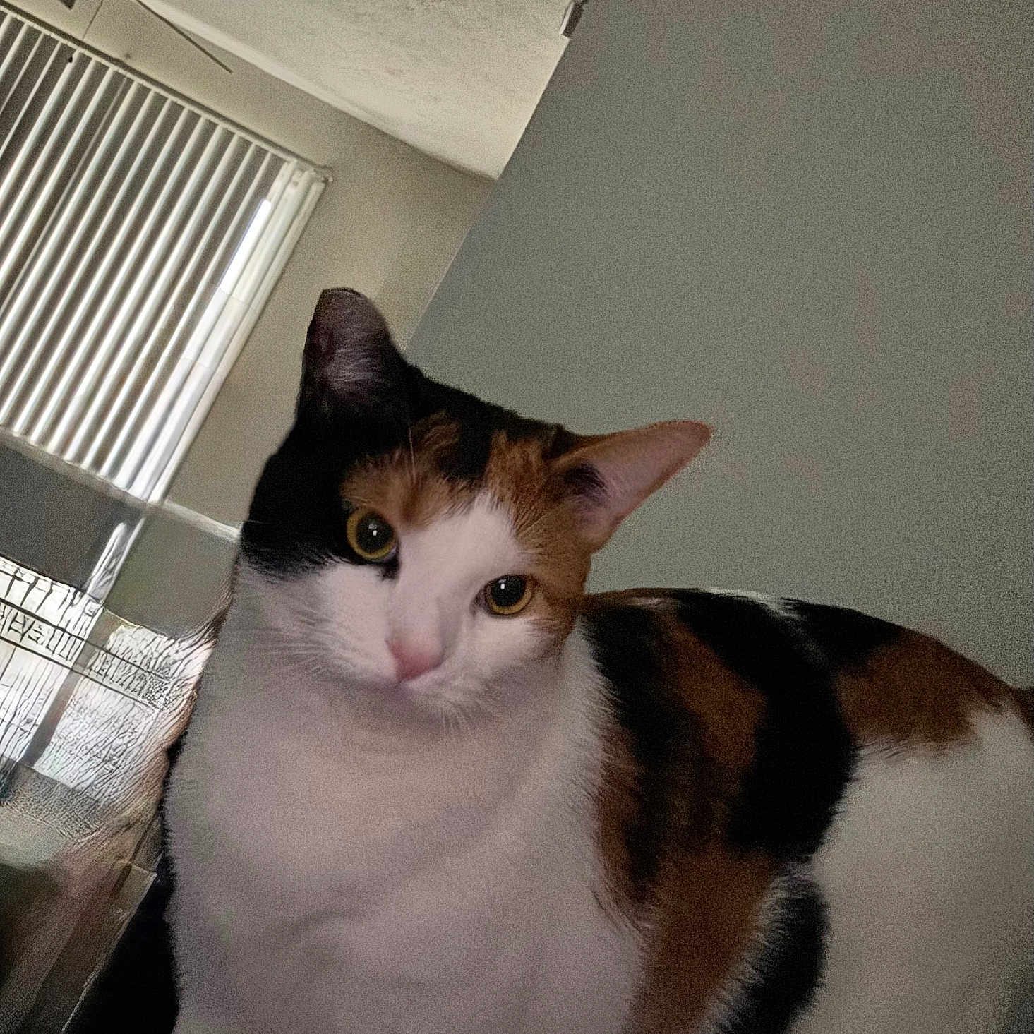 Figit joined the competition — help win amazing prizes! cat, calico, indoor, pet, animal, curious, fur, whiskers, ears, face, yellow_eyes, window_blinds, ceiling_fan, wall, domestic, feline, looking, closeup, house, cute