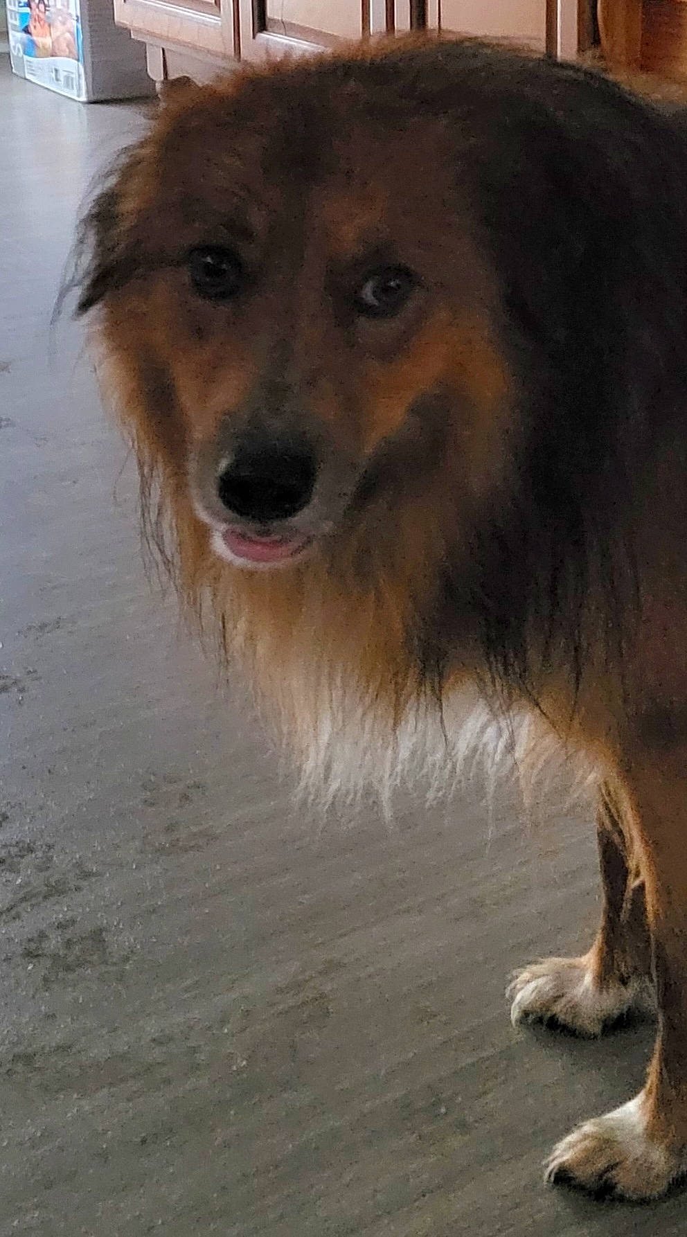 Bailley a rejoint le concours — aidez-le/la à gagner de superbes lots ! canidae, carnivore, collie, companion_dog, dog, dog_breed, fawn, flooring, fur, herding_dog, liver, rough_collie, scotch_collie, shetland_sheepdog, sporting_group, terrestrial_animal, whiskers, wood, working_animal, working_dog