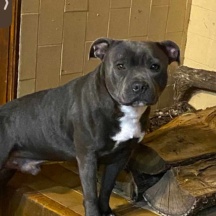 Uno a rejoint le concours — aidez-le/la à gagner de superbes lots ! animal, bostonbull, boxer, bulldog, canine, dog, flagstone, frenchbulldog, hardwood, path, pet, pitbull, plywood, pug, puppy, slate, snout, stainedwood, walkway, wood