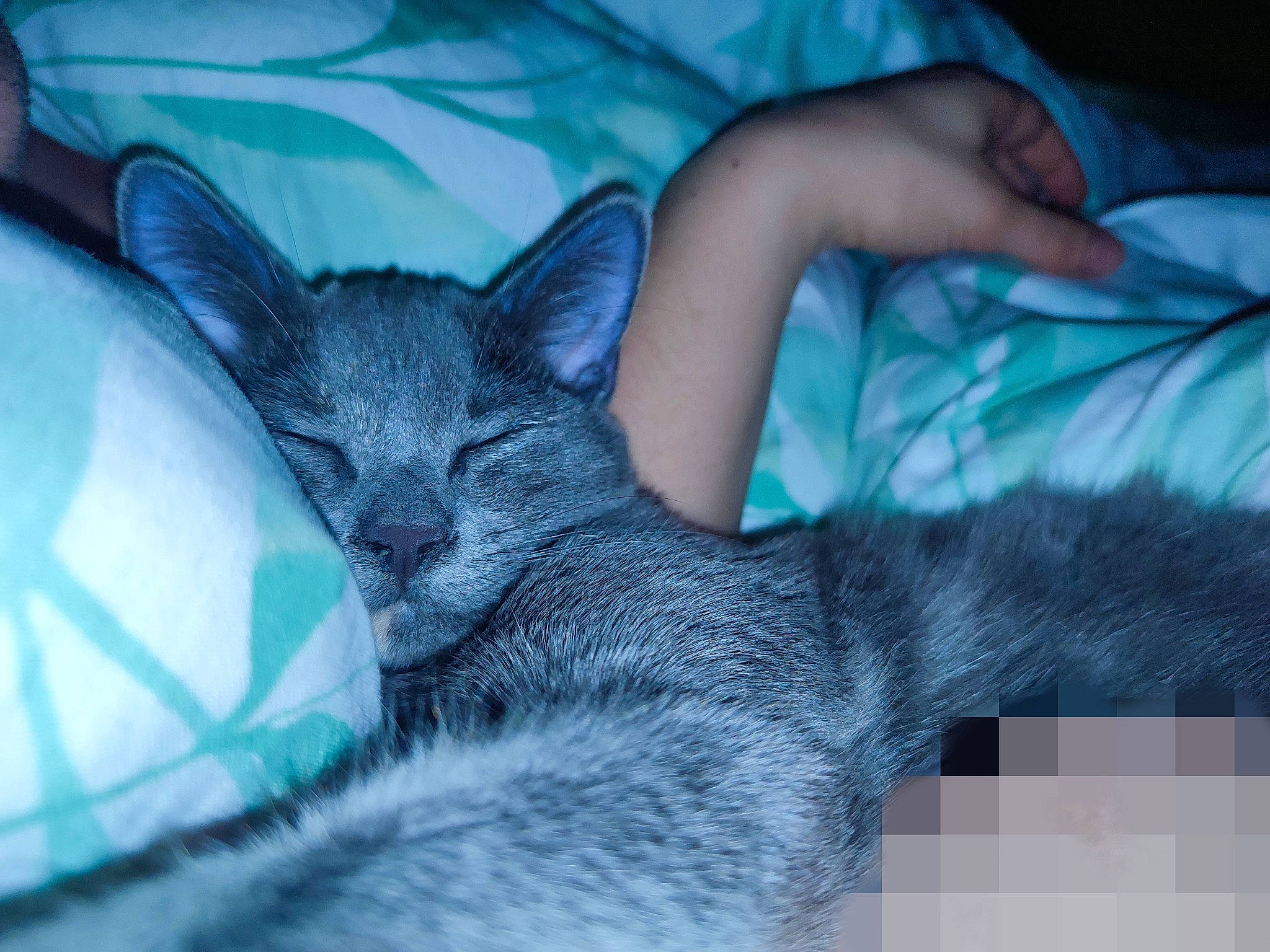 Leïa participe au concours pour gagner de l'argent avec cette photo : carnivore, cat, claw, comfort, domestic_short_haired_cat, electric_blue, felidae, fur, gesture, grey, nail, nap, paw, sitting, sleep, small_to_medium_sized_cats, snout, tail, whiskers, wildlife