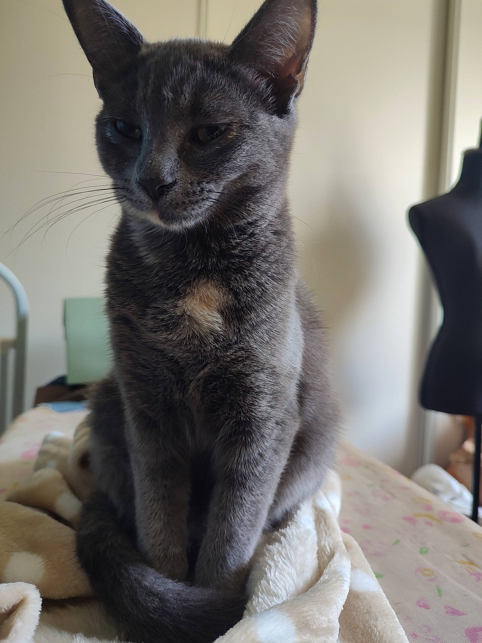 Leïa participe au concours pour gagner de l'argent avec cette photo : carnivore, cat, cat_supply, claw, comfort, domestic_short_haired_cat, felidae, fur, grey, small_to_medium_sized_cats, snout, terrestrial_animal, whiskers