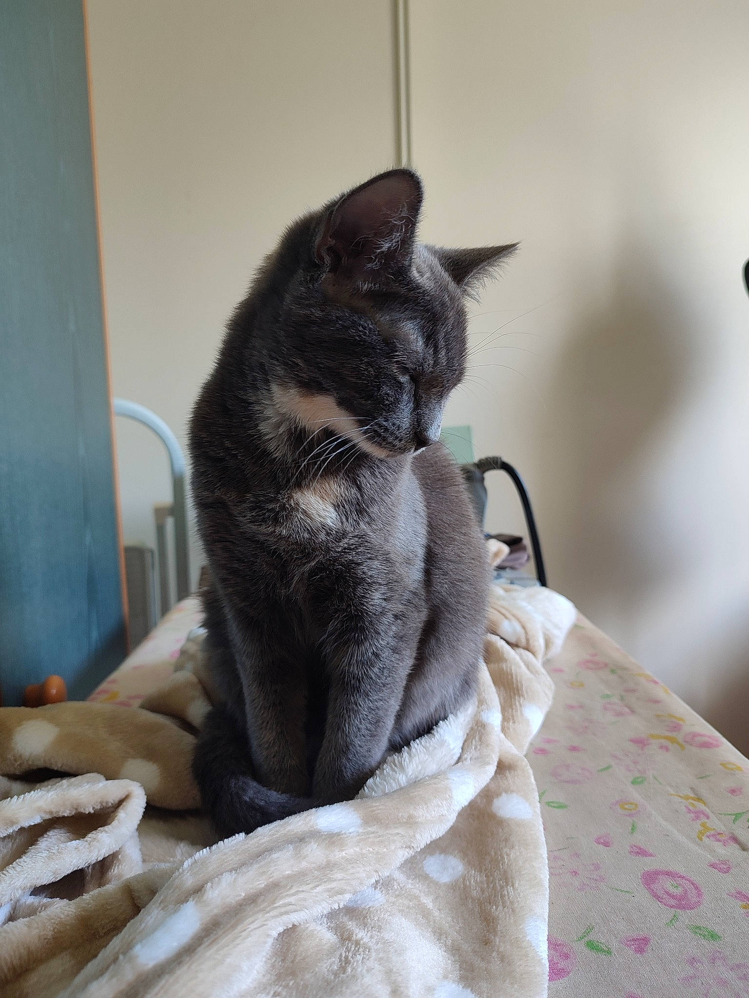 Leïa participe au concours pour gagner de l'argent avec cette photo : black_cat, carnivore, cat, claw, comfort, domestic_short_haired_cat, felidae, fur, grey, linens, nap, paw, russian_blue, sitting, small_to_medium_sized_cats, snout, tail, terrestrial_animal, whiskers