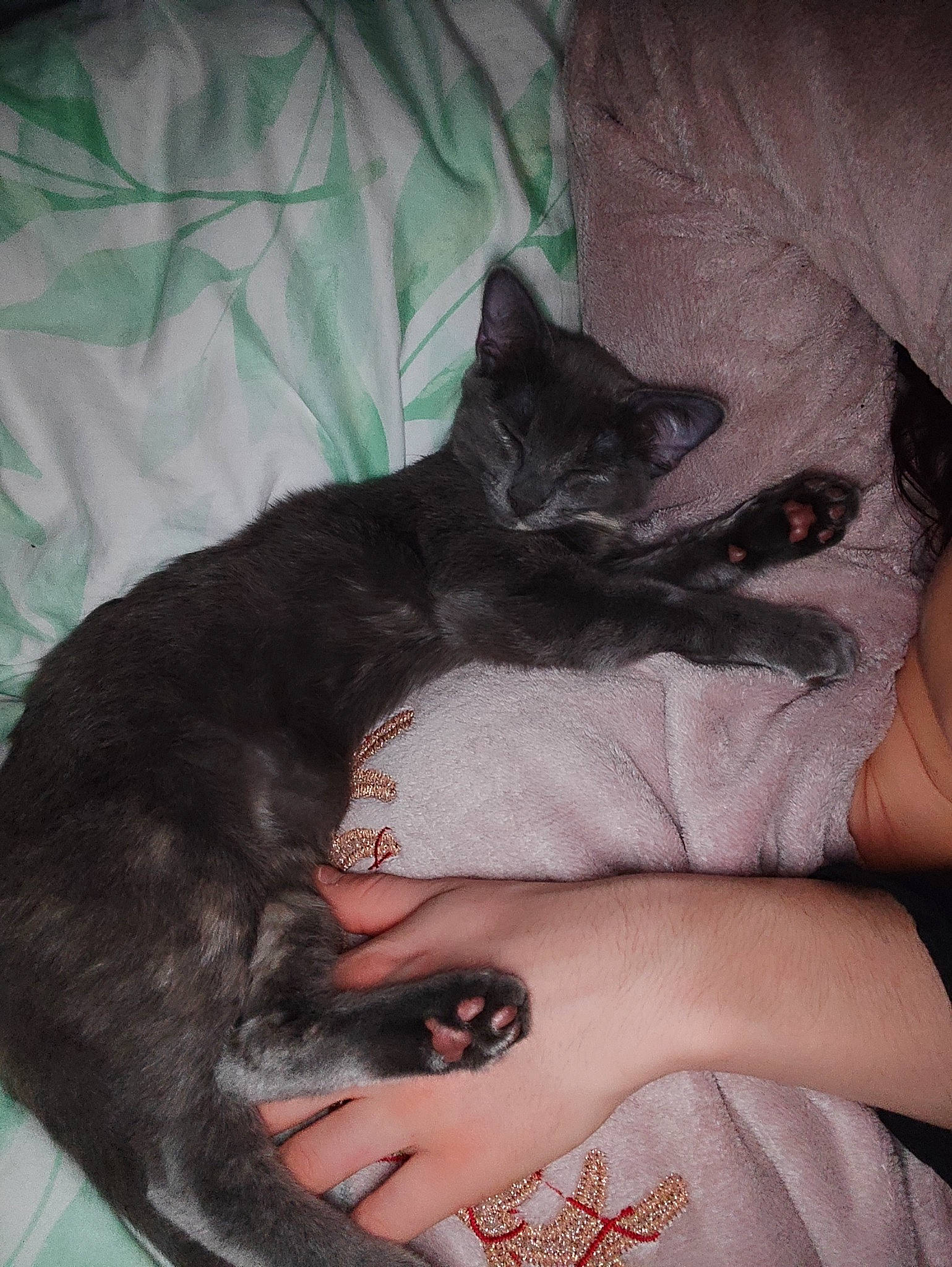 Leïa participe au concours pour gagner de l'argent avec cette photo : bed, black_cat, carnivore, cat, comfort, companion_dog, dog_breed, ear, fawn, felidae, gesture, grey, lap, leg, small_to_medium_sized_cats, snout, t_shirt, tail, vertebrate, whiskers