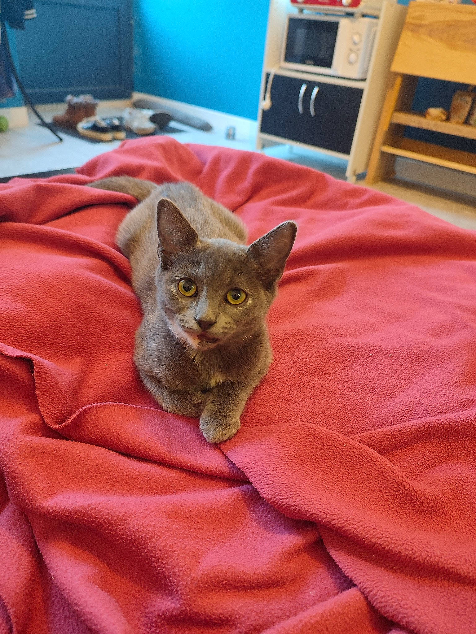 Leïa a rejoint le concours — aidez-le/la à gagner de superbes lots ! bookcase, cabinetry, carnivore, cat, comfort, domestic_short_haired_cat, drawer, fawn, felidae, fur, grey, hardwood, linens, picture_frame, room, shelf, small_to_medium_sized_cats, snout, whiskers, wood